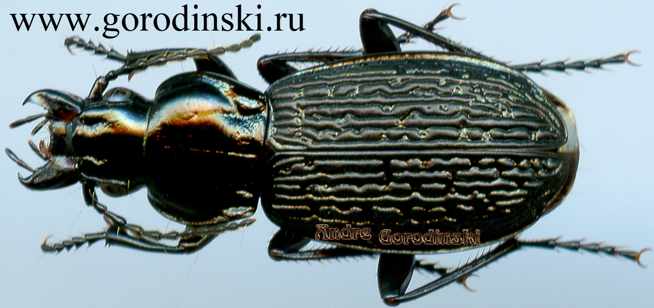 http://www.gorodinski.ru/carabidae/Metallophilus rugosus.jpg